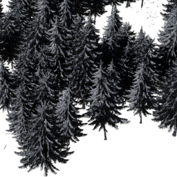 Picea obovata B winter