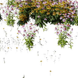 Coneflower echinacea mix A spring summer