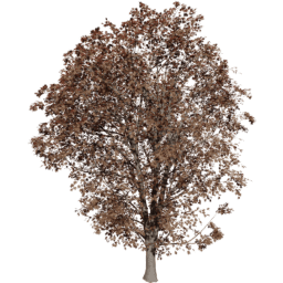 Acer pseudoplatanus A autumn