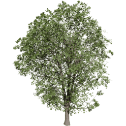 Acer pseudoplatanus A summer