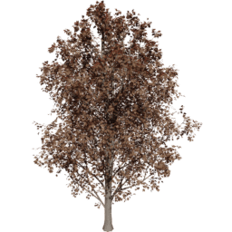 Acer pseudoplatanus B autumn