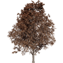 Acer pseudoplatanus C autumn