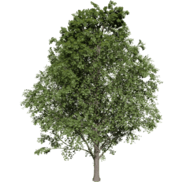 Acer pseudoplatanus C summer