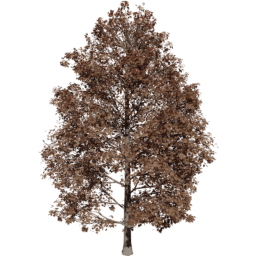 Acer pseudoplatanus D autumn