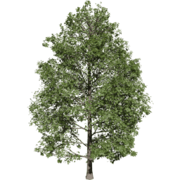 Acer pseudoplatanus D summer