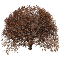 Acer pseudoplatanus T autumn