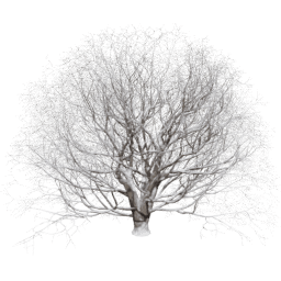 Acer pseudoplatanus T winter
