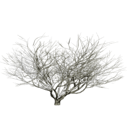 Aesculus californica A winter