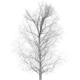 Aesculus hippocastanum A winter