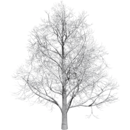 Aesculus hippocastanum B winter