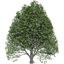 Aesculus hippocastanum C summer