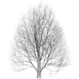 Aesculus hippocastanum C winter