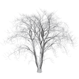 Aesculus hippocastanum D winter