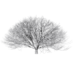 Aesculus hippocastanum F winter
