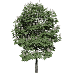 Aesculus hippocastanum G spring summer