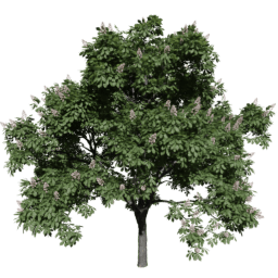 Aesculus hippocastanum I spring summer