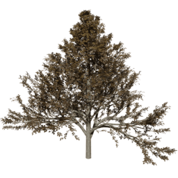 Alnus glutinosa A autumn