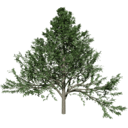 Alnus glutinosa A summer