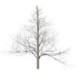 Alnus glutinosa A winter