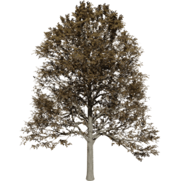Alnus glutinosa B autumn