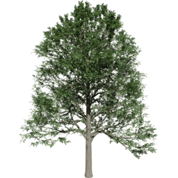 Alnus glutinosa B summer
