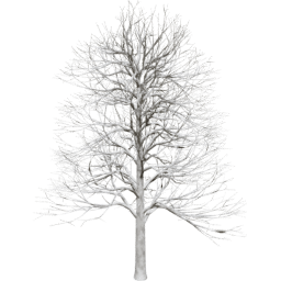 Alnus glutinosa B winter