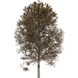 Alnus glutinosa C autumn