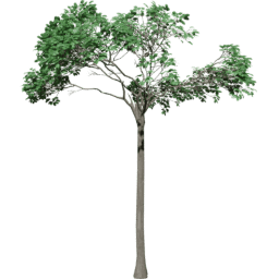 Bertholletia excelsa C summer