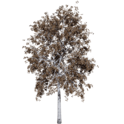 Betula pendula A autumn
