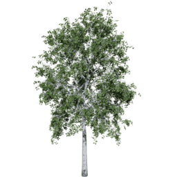 Betula pendula A summer