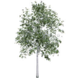 Betula pendula B summer
