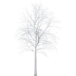 Betula pendula B winter