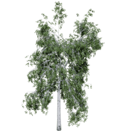 Betula pendula C summer