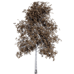 Betula pendula D autumn