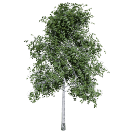 Betula pendula D summer