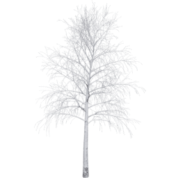 Betula pendula D winter