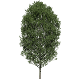 Carpinus betulus B summer