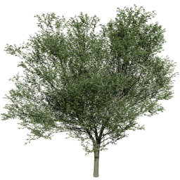 Carpinus betulus C summer