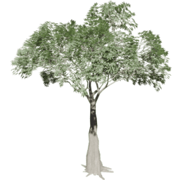 Ceiba pentandra A summer