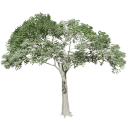 Ceiba pentandra B summer