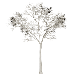 Ceiba pentandra D summer