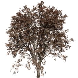 Celtis occidentalis A autumn