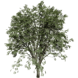 Celtis occidentalis A summer