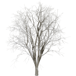 Celtis occidentalis A winter