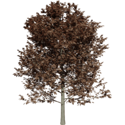 Fagus sylvatica A autumn