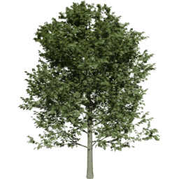 Fagus sylvatica A summer