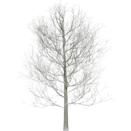 Fagus sylvatica A winter