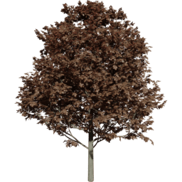 Fagus sylvatica B autumn