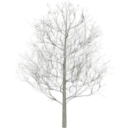 Fagus sylvatica B winter