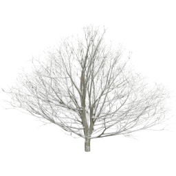 Fagus sylvatica C winter